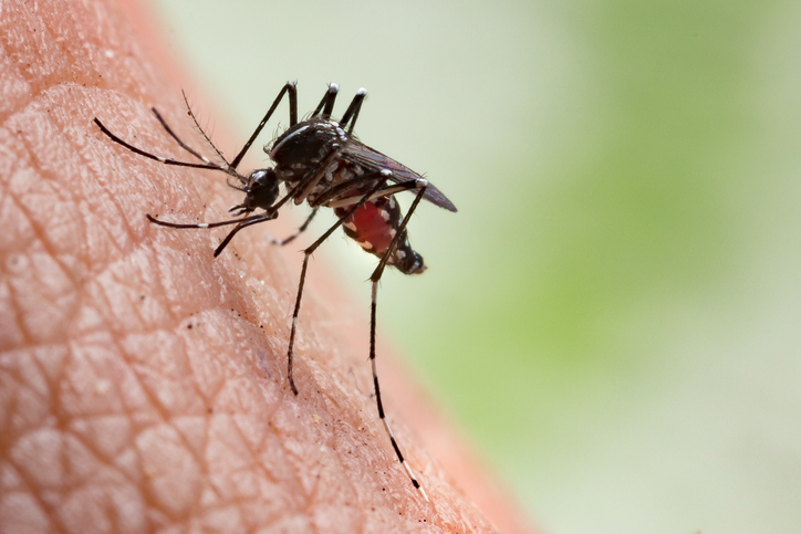 Previna-se contra a dengue, Zika vírus e chikungunya